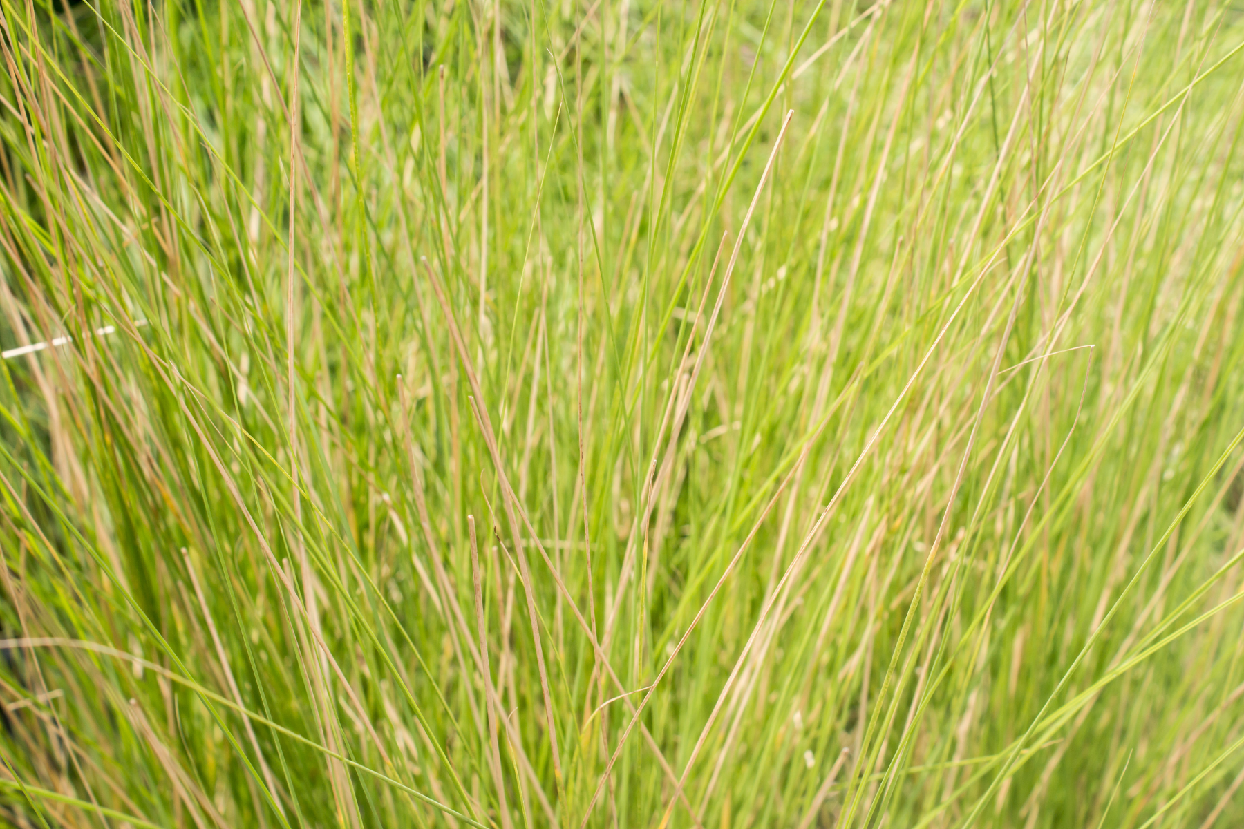 10 Vetiver Oil 1